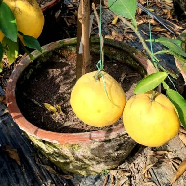 Green_Paradise_Vietnamese_Malta_New_Yellow_Malta_Live_Grafted_Plant_Default_Title