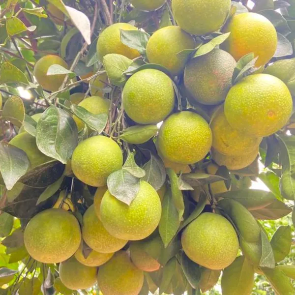 Green_Paradise_Vietnamese_Malta_New_Yellow_Malta_Live_Grafted_Plant_Default_Title