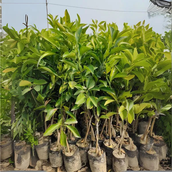 Green_Paradise_Vietnamese_Malta_New_Yellow_Malta_Live_Grafted_Plant_Default_Title
