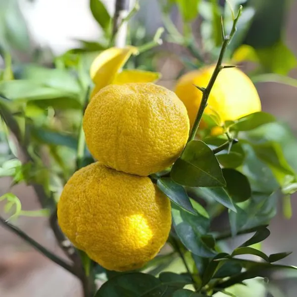 Green_Paradise_Vietnamese_Malta_New_Yellow_Malta_Live_Grafted_Plant_Default_Title