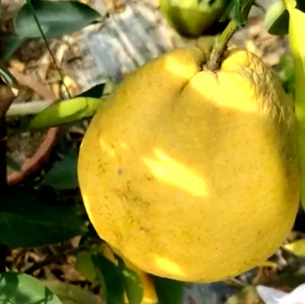 Green_Paradise_Vietnamese_Malta_New_Yellow_Malta_Live_Grafted_Plant_Default_Title