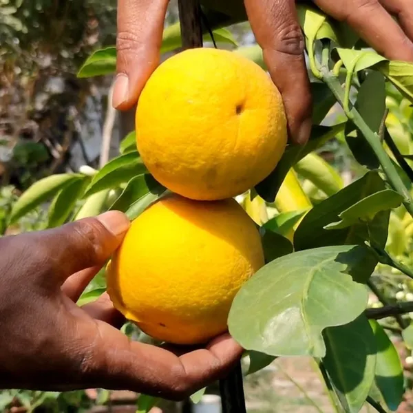 Green_Paradise_Vietnamese_Malta_New_Yellow_Malta_Live_Grafted_Plant_Default_Title