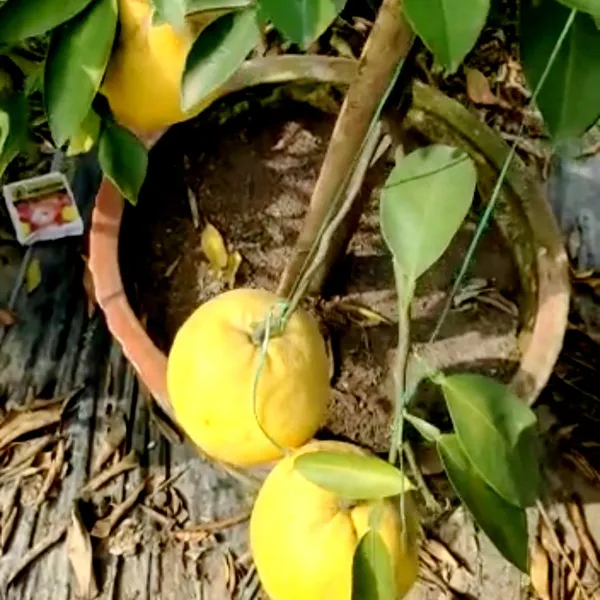 Green_Paradise_Vietnamese_Malta_New_Yellow_Malta_Live_Grafted_Plant_Default_Title