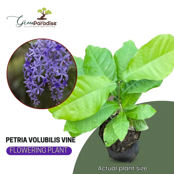 Petrea_Volubilis_Vine_Plant_Purple_Wealth_Creeper_Sand_Paper_Vine_Green_Paradise_Live_Default_Title