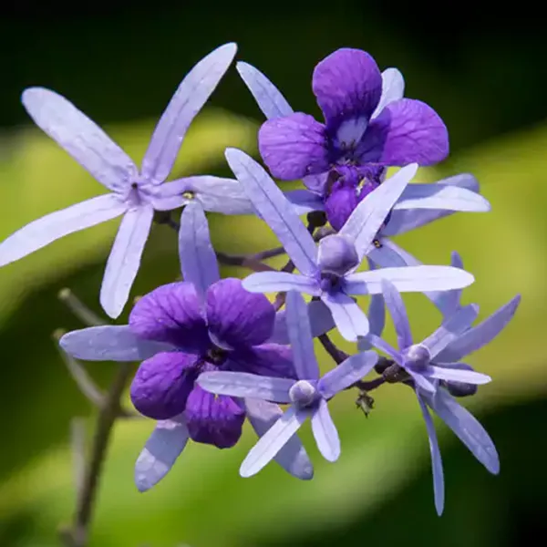 Petrea_Volubilis_Vine_Plant_Purple_Wealth_Creeper_Sand_Paper_Vine_Green_Paradise_Live_Default_Title