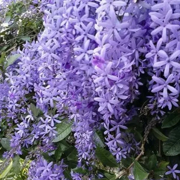 Petrea_Volubilis_Vine_Plant_Purple_Wealth_Creeper_Sand_Paper_Vine_Green_Paradise_Live_Default_Title
