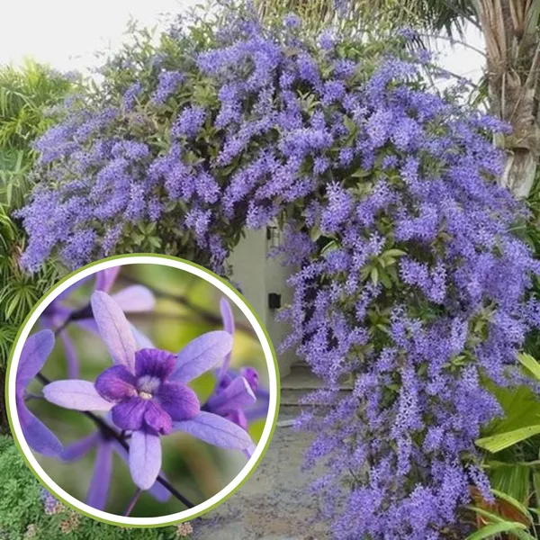 Petrea_Volubilis_Vine_Plant_Purple_Wealth_Creeper_Sand_Paper_Vine_Green_Paradise_Live_Default_Title