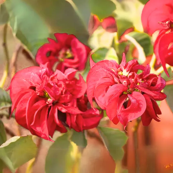 Poinsettia_Fireball_Red_Live_Plant_With_Pot_Default_Title