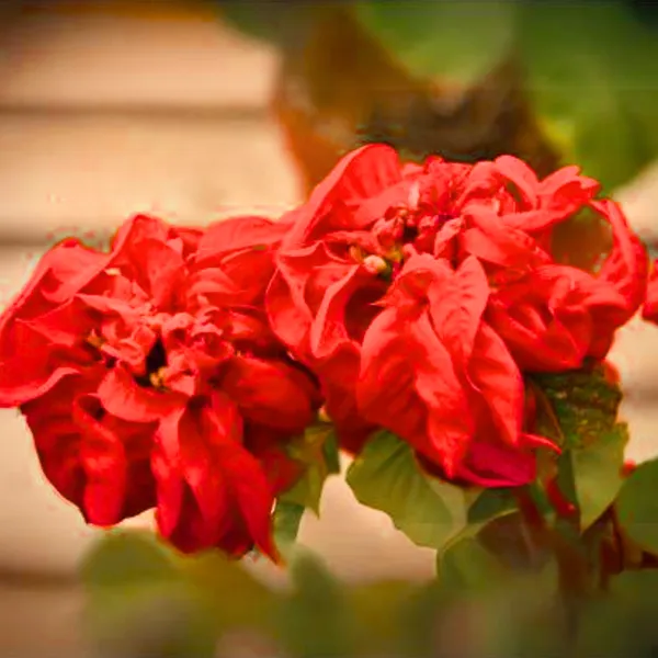 Poinsettia_Fireball_Red_Live_Plant_With_Pot_Default_Title