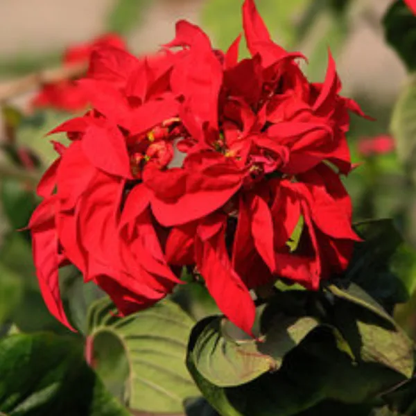 Poinsettia_Fireball_Red_Live_Plant_With_Pot_Default_Title