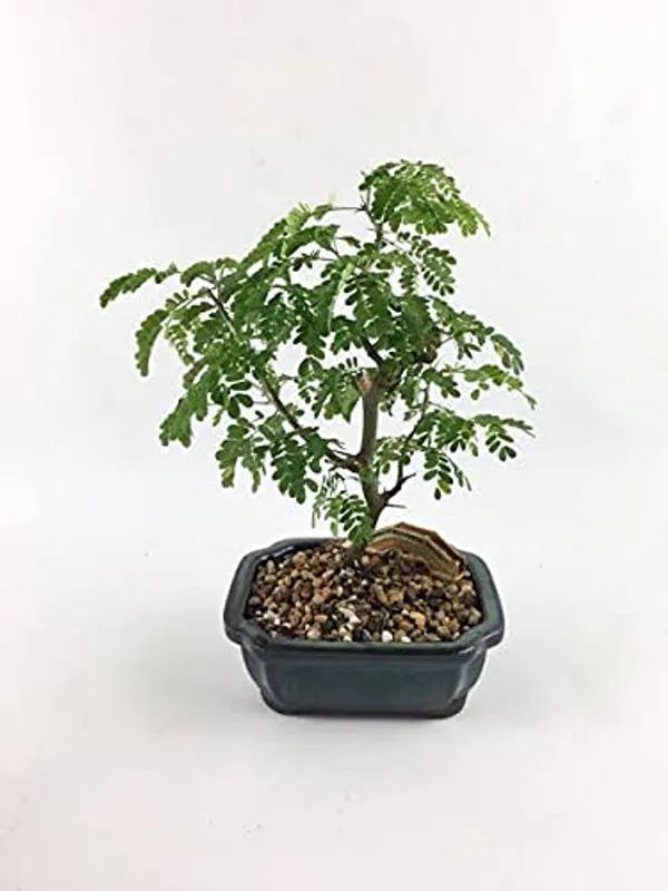 Green_Paradise_Brazilian_Raintree_Bonsai_Live_Plant_With_Plastic_Bonsai_Pot_Default_Title