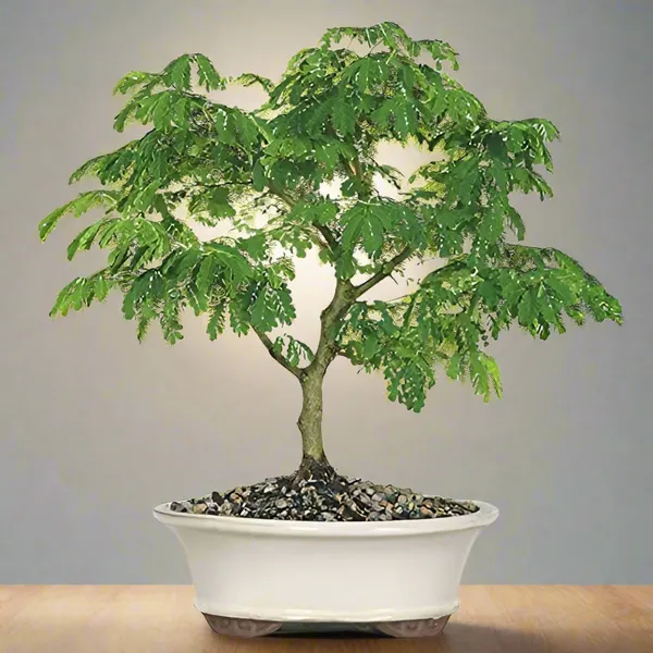 Green_Paradise_Brazilian_Raintree_Bonsai_Live_Plant_With_Plastic_Bonsai_Pot_Default_Title