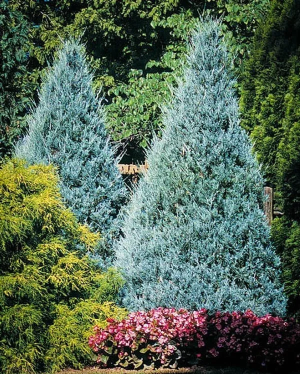 Green_Paradise_Wichita_Blue_Juniper_Live_Plants_Default_Title