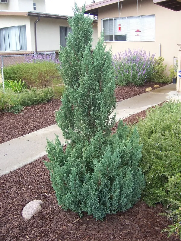 Green_Paradise_Wichita_Blue_Juniper_Live_Plants_Default_Title