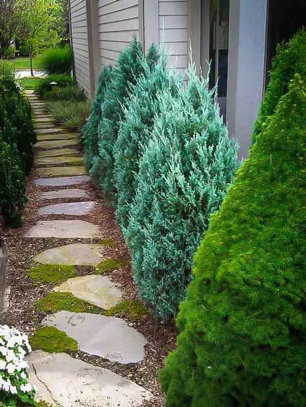 Green_Paradise_Wichita_Blue_Juniper_Live_Plants_Default_Title