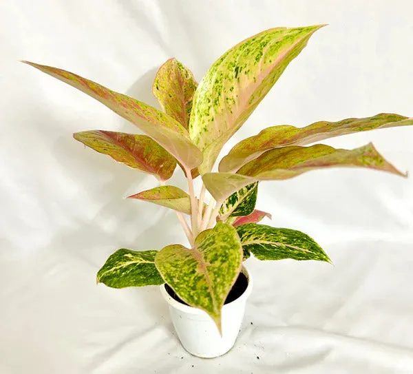 Aglaonema_Rotundum_Spark_Live_Plant_Green_Paradise_Default_Title