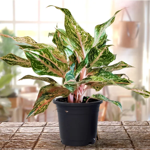 Aglaonema_Rotundum_Spark_Live_Plant_Green_Paradise_Default_Title