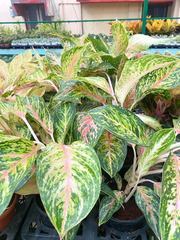Aglaonema_Rotundum_Spark_Live_Plant_Green_Paradise_Default_Title
