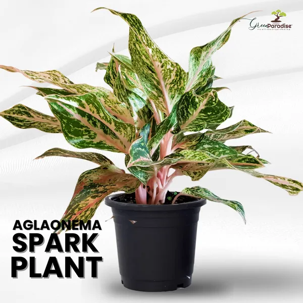 Aglaonema_Rotundum_Spark_Live_Plant_Green_Paradise_Default_Title