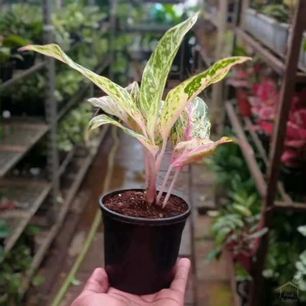Aglaonema_Rotundum_Spark_Live_Plant_Green_Paradise_Default_Title