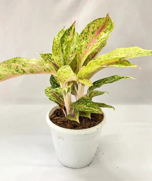 Aglaonema_Rotundum_Spark_Live_Plant_Green_Paradise_Default_Title