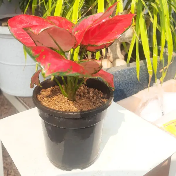 Aglaonema_Rotundum_Hybrid_Red_Desire_Live_Plant_Green_Paradise_Default_Title