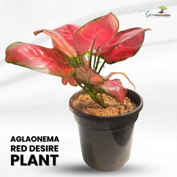 Aglaonema_Rotundum_Hybrid_Red_Desire_Live_Plant_Green_Paradise_Default_Title
