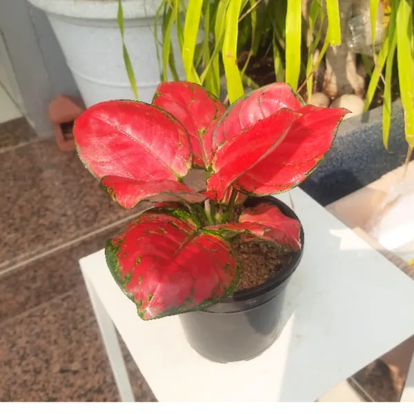 Aglaonema_Rotundum_Hybrid_Red_Desire_Live_Plant_Green_Paradise_Default_Title