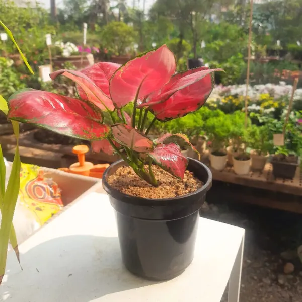Aglaonema_Rotundum_Hybrid_Red_Desire_Live_Plant_Green_Paradise_Default_Title