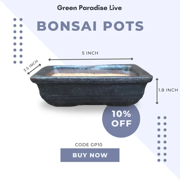 Green_Paradise_Ceramic_Bonsai_Pots_Mame_Size_Pot_Rectangle