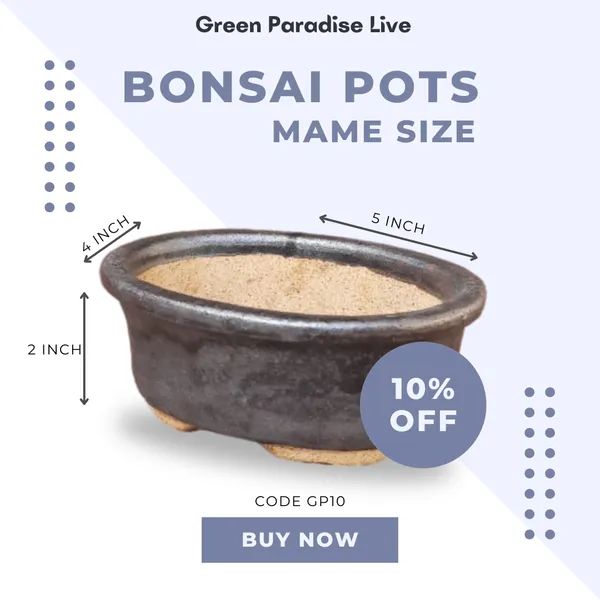 Green_Paradise_Ceramic_Bonsai_Pots_Mame_Size_Pot_Oval