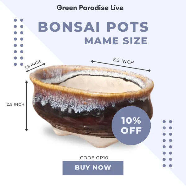 Green_Paradise_Ceramic_Bonsai_Pots_Mame_Size_Pot_Oval_With_Pattern