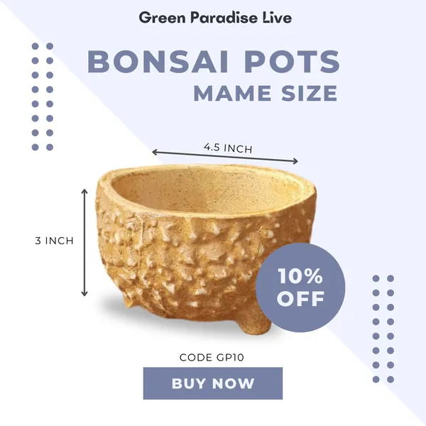 Green_Paradise_Ceramic_Bonsai_Pots_Mame_Size_Pot_Round_With_Dotted