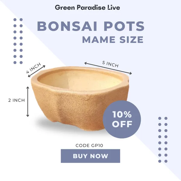 Green_Paradise_Ceramic_Bonsai_Pots_Mame_Size_Pot_Round_With_Design