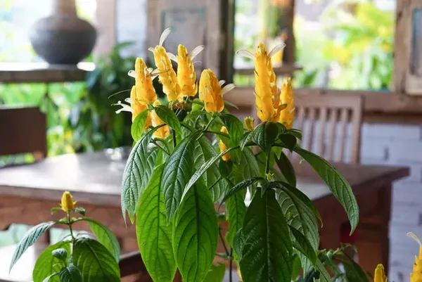 Green_Paradise_Golden_Shrimp_Lollipop_Plant_Default_Title