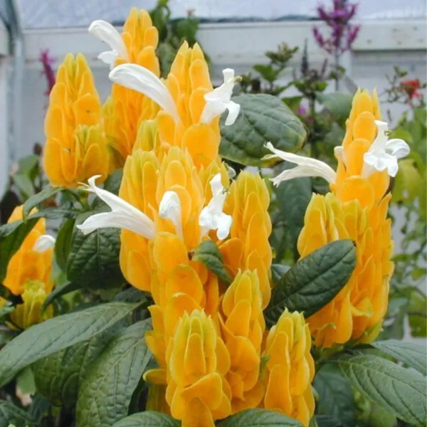 Green_Paradise_Golden_Shrimp_Lollipop_Plant_Default_Title