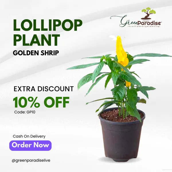 Green_Paradise_Golden_Shrimp_Lollipop_Plant_Default_Title