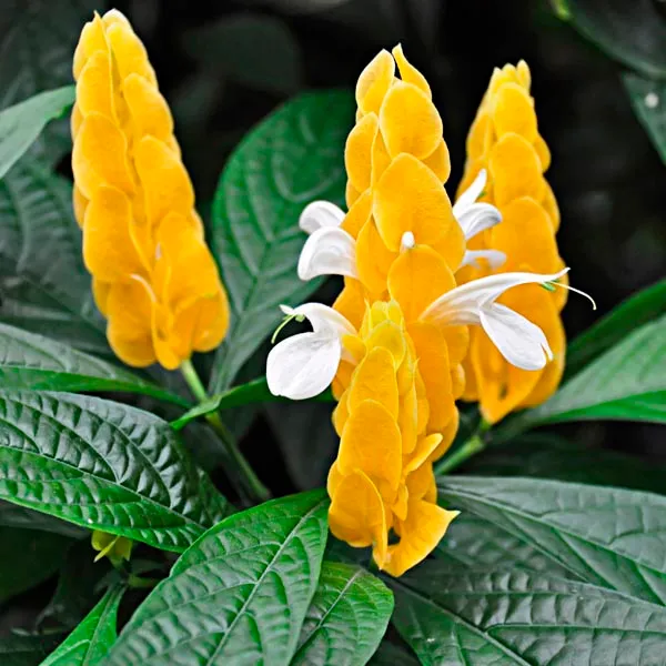 Green_Paradise_Golden_Shrimp_Lollipop_Plant_Default_Title