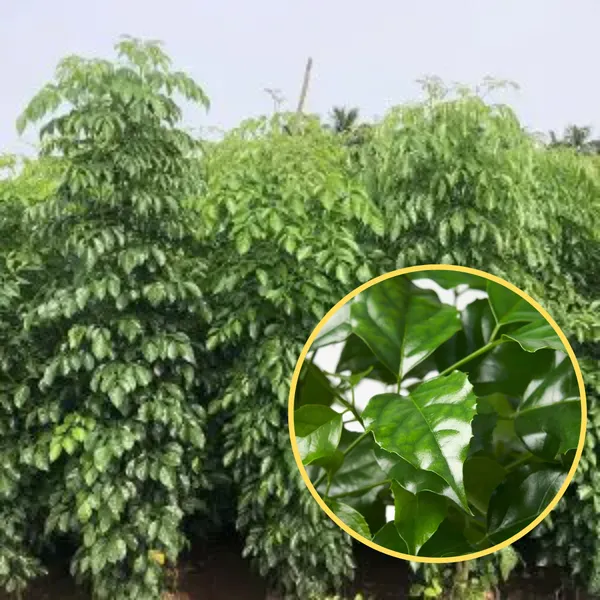 Green_Paradise_Red_Machera_Plant_Default_Title