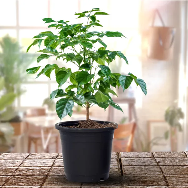 Green_Paradise_Red_Machera_Plant_Default_Title