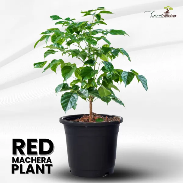 Green_Paradise_Red_Machera_Plant_Default_Title