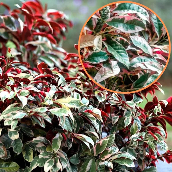 Green_Paradise_Excoecaria_Bicolor_Laila_Majnu_Plant_Default_Title