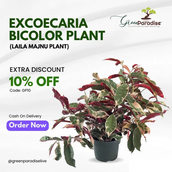 Green_Paradise_Excoecaria_Bicolor_Laila_Majnu_Plant_Default_Title