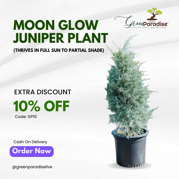 Green_Paradise_Moonglow_Juniper_Silver_Juniper_Live_Plant_Default_Title