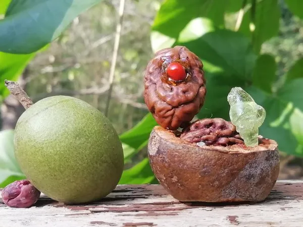 Green_Paradise_Ek_Mukhi_Rudraksha_Plant_Default_Title