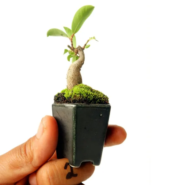 Green_Paradise_Ceramic_Mame_Bonsai_Pots_Set_Of_5_Random_Sizes_Default_Title