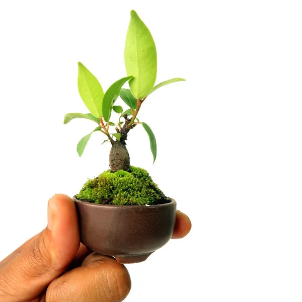 Green_Paradise_Ceramic_Mame_Bonsai_Pots_Set_Of_5_Random_Sizes_Default_Title