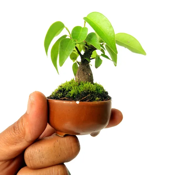 Green_Paradise_Ceramic_Mame_Bonsai_Pots_Set_Of_5_Random_Sizes_Default_Title