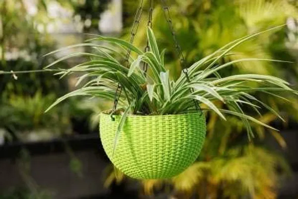 Flower_Pot_Hanging_Basket_With_Hook_Chain_For_Home_Garden_Office_Balcony_Grower_Planter_Size_6_Inch_Set_Of_3