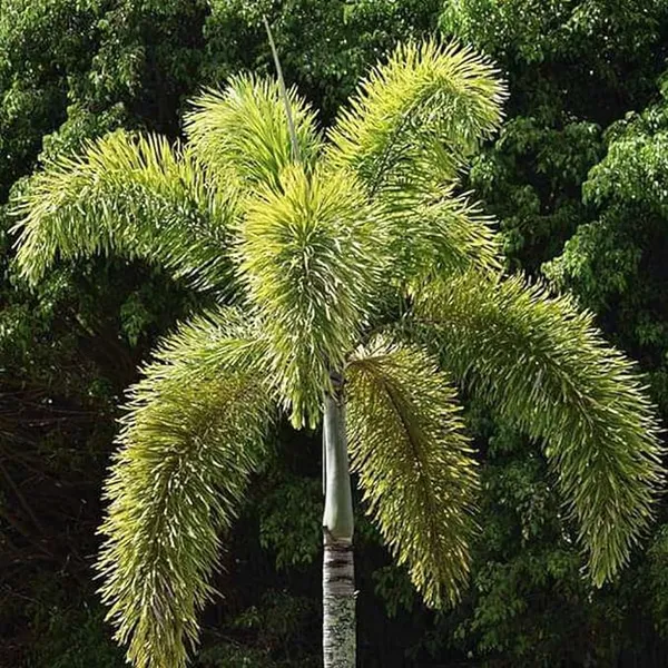 Green_Paradise_Foxtail_Palm_Wodyetia_Bifurcata_Live_Plant_Default_Title